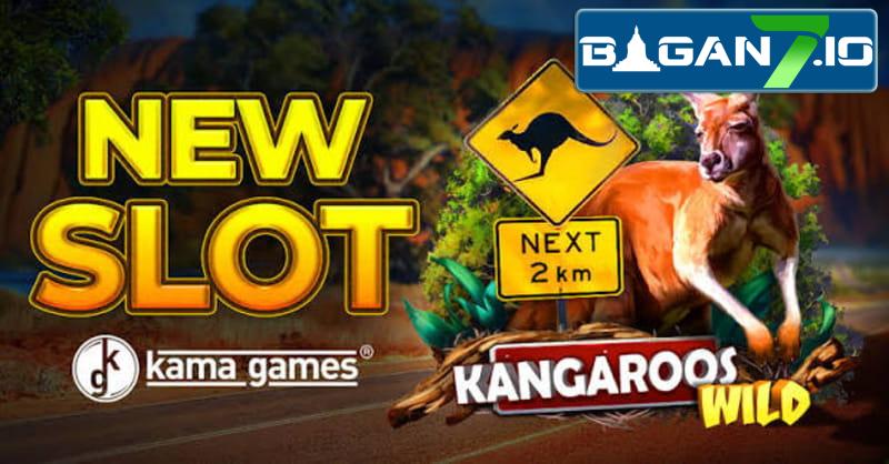 Wild Kangaroo