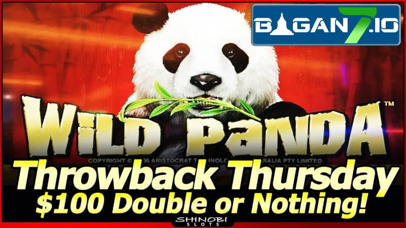 Wild Panda